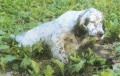 Setter Anglais PACO DE VOSGELAINE Setter Anglais PACO DE VOSGELAINE